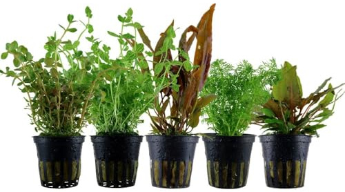 AquaOne Akvarium växter I 5 x vattenväxter set I medelbotten akvarieväxter I Rotala Cryptocoryne Lindernia Limnophila I set med 5 medelstora växter
