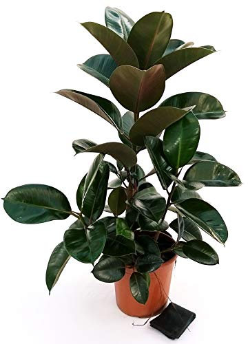 POWERS TO FLOWERS - FICUS ROBUSTA RAMIFICATO XL, pianta vera