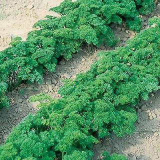 Parsley Banquet Petroselinum crispum 1,000 Seeds