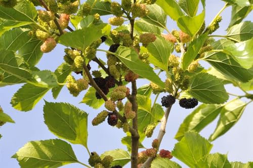 Morus nigra 80-100 cm - Schwarze Maulbeere, essbare Früchte, Erntezeit Juli-August, ideal für Obstgärten, pflegeleicht und winterhart