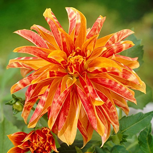 Easy to Grow Dahlia Giraffe 3 Clumps of Tubers - Red & Orange Stripe Flowers Blooms in Summer to Fall Sun, Plant in Spring
