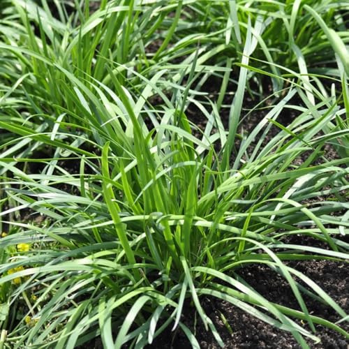 Semillas de cebollino, de jardín de rocas resistentes Allium tuberosum, verdes variedades antiguas 100pcs