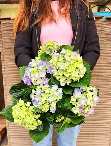 POWERS TO FLOWERS - ORTENSIA AZZURRA - BLU, VASO 14CM DIAMETRO, pianta vera