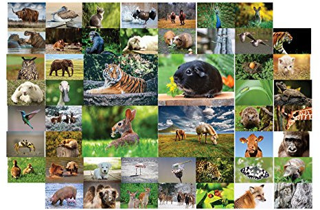 Tiere Postkarten - 50 verschiedene Tierpostkarten-set ideal für Sammler und Postcrossing