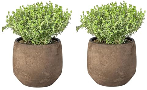 Tomillo Pack de 2 Plantas Naturales para Cocinar Maceta Ø 10 Altura 20 cm Interior y Exterior Hierba Aromática para Huerto Urbano y Jardín