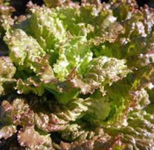 GRAINE DE lattuga romana ROUGE, HÉRITAGE, biologico, non OGM, 100 semi, semi di GIARDINO