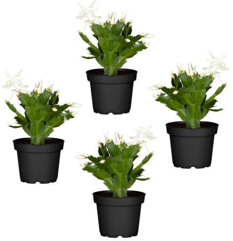 Cactus de la Navidad de Color Blanco | Pack de 4 Plantas | DECOALIVE | Plantas de Navidad Naturales