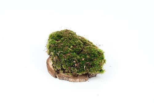 Ecodecs - Muschio vivo, Presepe accessori, Muschio per terrario, Sfere muschio Danese, Muschio per orchidee, Muschio per kokedama, Muschio per terrario rettili - MUSCHIO (1/4 box 20x15cm)