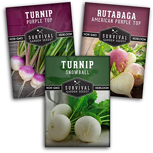 Turnip & Rutabaga Seeds Collection – 3 Varieties for Fall & Spring Planting | Purple Top Turnip, Snowball White Turnip, American Purple Top Rutabaga | Survival Garden Seeds
