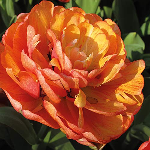 Tulip Hardy Bulb Big Giant with Extra Large Double Variegated Blooms, Orange Red and Yellow Flowers, 10 x Tulip Big Giant Bulbs by Thompson and Morgan
