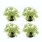 Geranio Limón - Pack 4 Plantas - Geranios Antimosquitos con Aroma Cítrico