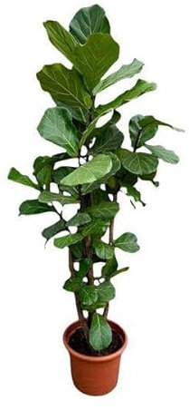 Ficus Lyrata gren XXL – 220 cm – ø40