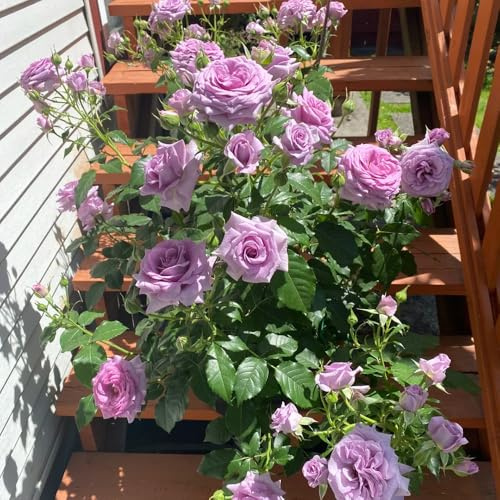 rosal - Rosa chinensis - exterior decoración de sala de estar resistentes pleno sol Parterres elevados el jardín en 1500semillas