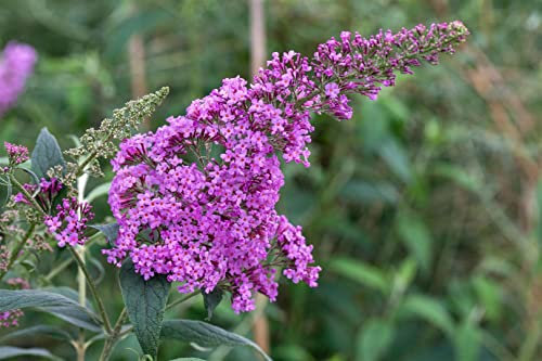Buddleja davidii 'Pink Delight' 100–125 cm – Winterhart, Mehrjährig, Pflegeleicht – Schmetterlingsflieder – Zierstrauch für Garten & Terrasse