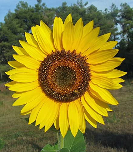 Marde Ross & Company Gigantic Sunflower Seeds - Helianthus Giganteus - 16' Tall - Perennial - Attracts Bees and Butterflies - Yellow Sunflowers - Non GMO