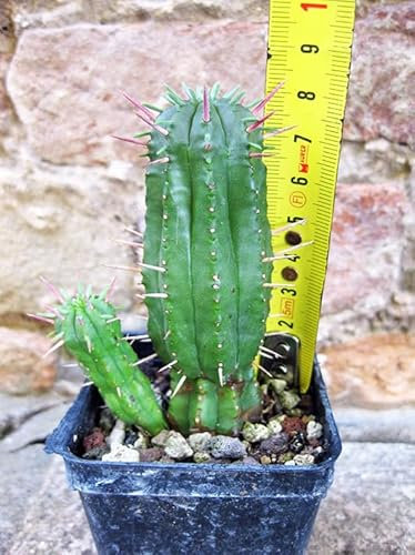 Euphorbia ferox caespitosa 8 cm, cactus, pianta grassa