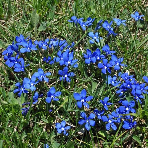 Semi di genziana, Gentiana Scabra, di campo resistente Le da giardino sono semi di genziana alpina 150pcs
