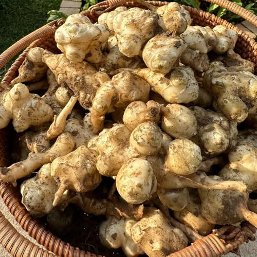 topinambur estivo di interni primavera giardino semi varietà tradizionali decorazione balconi in 20pcs