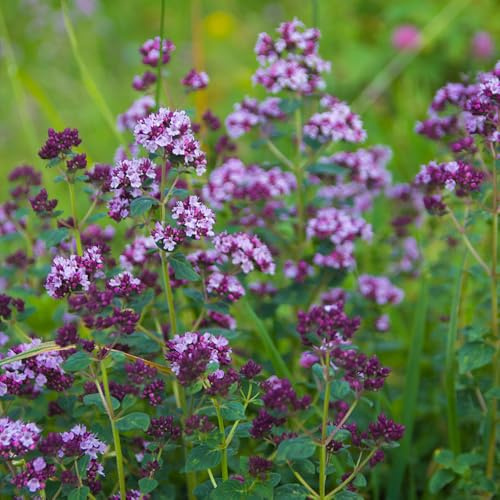 mejorana orgánicas cubrir el suelo mejorana sostenibles de jardín de interior invierno, jardín invierno Semillas hortalizas y 100semillas