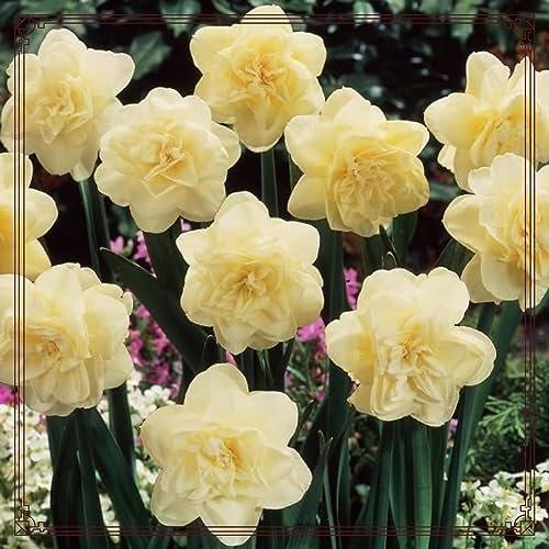 Narzissenzwiebel-Winterhart MehrjäHrig,Narzissen Zwiebeln Winterhart,Narzissen Knollen,Narzissenzwiebel,Bonsai Pflanze,Winterharte Stauden,Gartenblumen-6zwiebeln-a