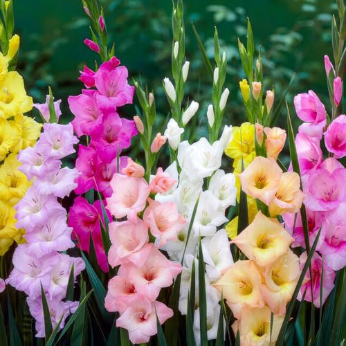 FLORIUM Super collection de bulbes de glaïeuls (50 bulbes), mélange exclusif de plantes en provenance de Hollande, 7 variétés/couleurs, décoration vivace, pour jardin, balcon (pas de graines, non