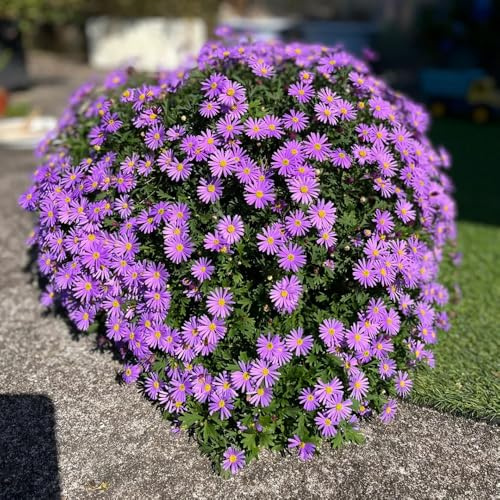 semi di margherita biologici - resistenti giardino balcone 500pcs