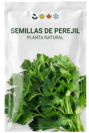 Perejil para Cultivar en Casa – Semillas de Perejil para Maceta, Jardín o Huerto Urbano DECOALIVE