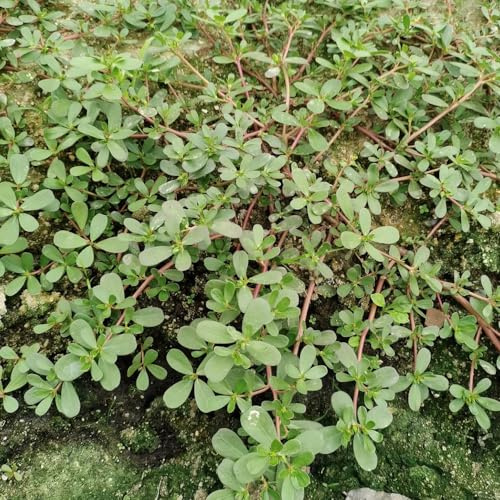 portulak exotische kletterpflanzen balkon gartenpflanzen für 900samen