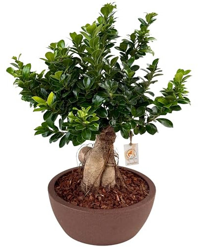 I GIARDINI DI GIULIA - Bonsai Ficus Ginseng in Vaso Thetis Ø30 cm | Pianta Decorativa da Interno, Facile da Curare | Altezza 50 cm, Ideale per Casa e Ufficio (Marrone)