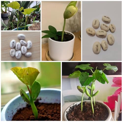 50 Pcs Zauberbohnen Samen - Extrem Winterharte Kübelpflanzen Zauberbohnen Pflanze Samen, Zauberbohne Samen, Zimmerbonsai Bonsai, Bonsai Samen Pflanzen Geschenk Winterhart Mehrjährig