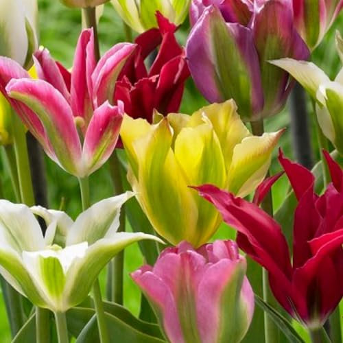 Mélange de Tulipes Viridiflora, 25 Bulbes de tulipes exclusifs de Hollande, Au moins 5 variétés et couleurs différentes, Bulbe résistant à l'hiver et vivace pour le jardin, les pots et le balcon.