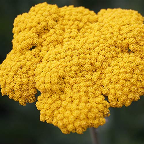 Blumixx Stauden Achillea filipendulina-Hybride 'Coronation Gold' – Gold-Gelbe Schafgarbe, Winterhart & Bienenfreundlich, Ideal für Beet & Rabatte, Blüte bis Herbst