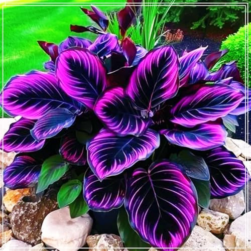 Hosta Rhizome, Dauerblüher Qualitäts, Gemischte Farben, Funkien Rhizome, Ideale Garten, Hosta MehrjäHrig, Große Winterhart, 4zwiebeln-G