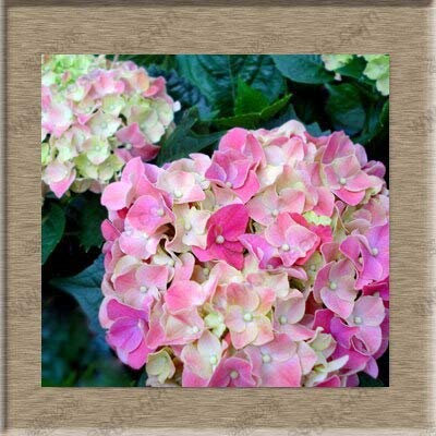 5: graines de fleurs d’hortensia, hortensia pour balcon en pot de bonsaï en pot, gamme complète de 20 graines/paquet