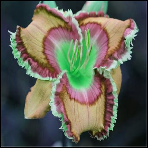 Bulbos de Hemerocallis - Se Acomodan a Diferentes Suelos - Florecen de Forma Continuada - Hemerocallis bulbos -10 Bulbos-G