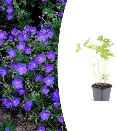 Geranium 'Johnson's Blue' | 24 stycken - 10-25cm - Ø9cm - Trädgårdsväxt