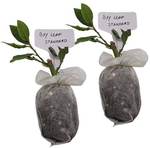 Mediterranean Bay Leaf, Bay Laurel Live Plant. Standard Variety - Laurus Nobilis. Live Plant. Fragrant, Fresh, Edible. Best for Ground Planting Outdoor. (2 Bay Laurel Plants in Sac)