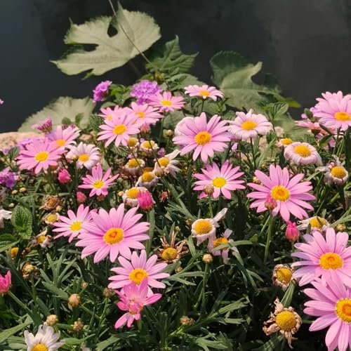 margeriten samen mehrjährig winterhart - blumen mehrjährig winterhart, pflanzensamen exotisch margeritensamen stauden winterhart, winterharte balkonpflanzen pflanzen, wildblumensamen 50pcs