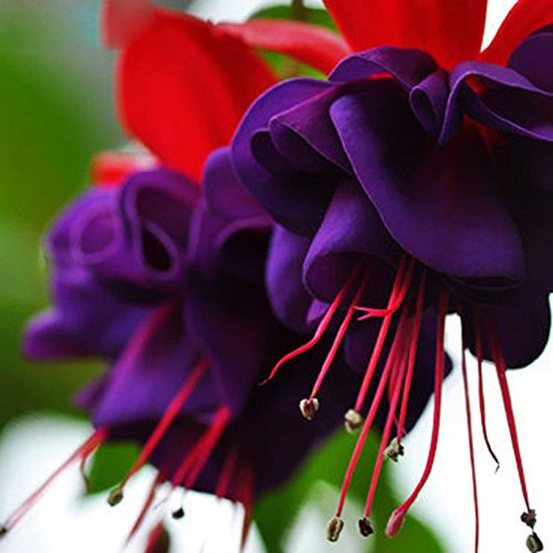 120PCS Purple Double Petals Fuchsia Seeds Potted Flower Seeds Potted Plants Hanging Fuchsia Flowers