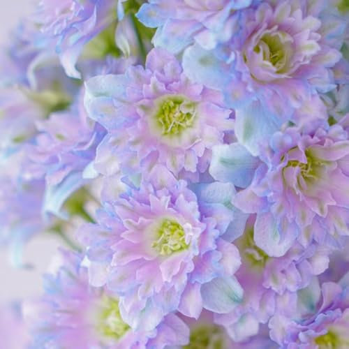 450 pcs rittersporn samen mehrjährig - Consolida ajacis - outdoor pflanzen, exotische pflanzen winterhart rittersporn pflanze Delphinium blumen für balkon, bio saatgut bienenweide