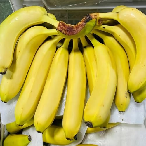 semi di banana comprare bonsái Decorazione balcone con banane Letti elevati per giardino colonnali bonsái interni resistenti per giardini rocce 25pcs
