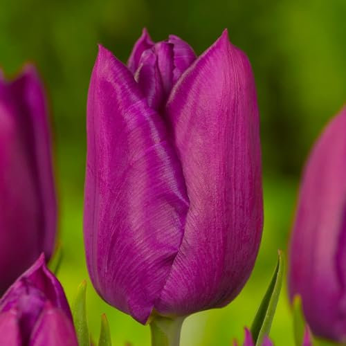 Bulbes de tulipes Single Violett Passion (25 pièces) tulipes violettes exclusives de Hollande, résistantes au froid et vivaces pour le jardin, les pots, le balcon d'Amsterdam (gros bulbes)