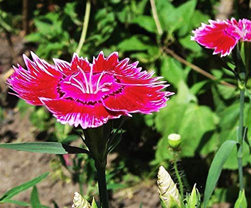 Pcs - 20x Dianthus Barbatus Girofle Fleurs Plantes - Graines HW3 - Seeds & Plants Shop by Ipsa