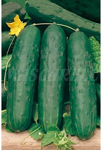 Semillas hortícolas - Pepino hortelano - Mascarell