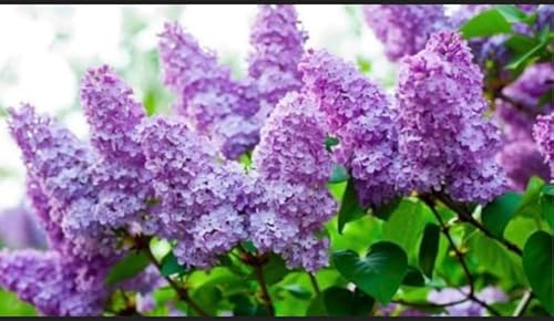Purple Lilac 4-5 Year Old Plant, Syringa vulgaris (Common Lilac), Bare Root