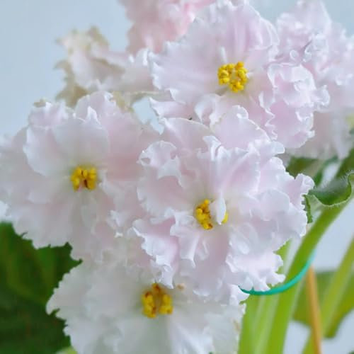 Usambaraveilchen Kaufen Samen, pflanzen für draußen winterhart Saintpaulia ionantha, pflanzen samen usambaraveilchen pflanzen samen blumensamen mehrjährig winterhart winterharte 150pcs