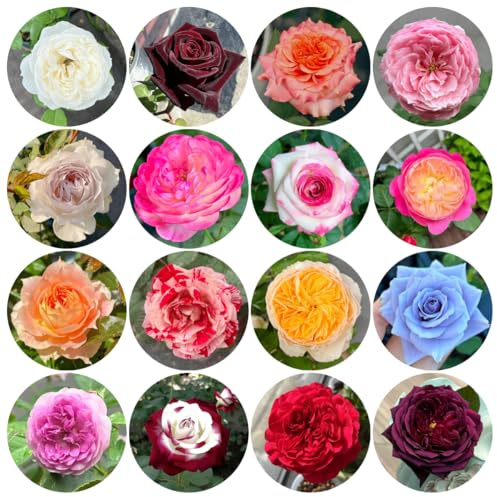 semillas resistentes de rosal, jardín perennes, Rosas trepadoras silvestres, 400pcs
