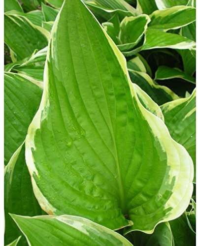 Blumixx Stauden Hosta x fortunei 'Aureo-Marginata' - Goldrand-Funkie, im 1,0 Liter Topf, violett blühend