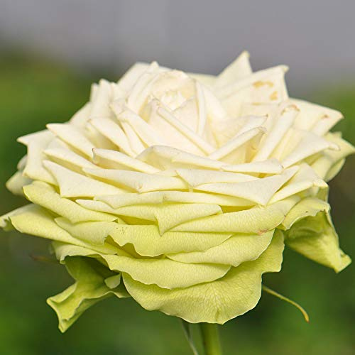 Heirloom Hybrid Tea Roses, Live Own Root Plant for Outdoor Garden, Green Romantica®, Lightly Fragrant, Hardiness Zones: 7-10, Repeat Blooming