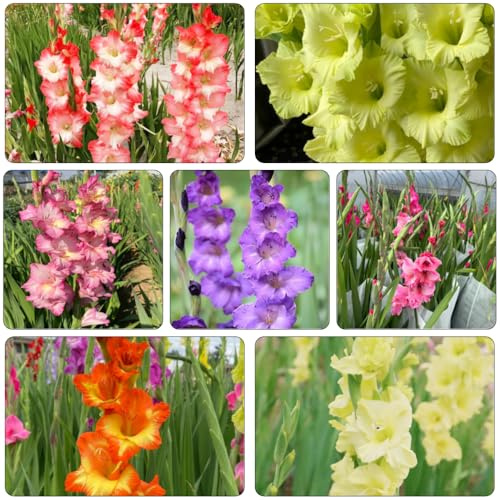 gladioli giardino di bulbi antichi Bulbi perenni, resistenti all'inverno resistenti riverdimento tetti primavera balcone 25pcs